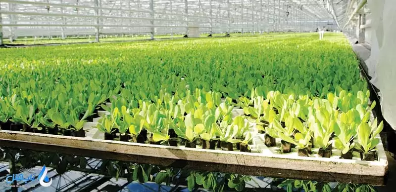 گاز ازن در نگهداری محصولات کشاورزی